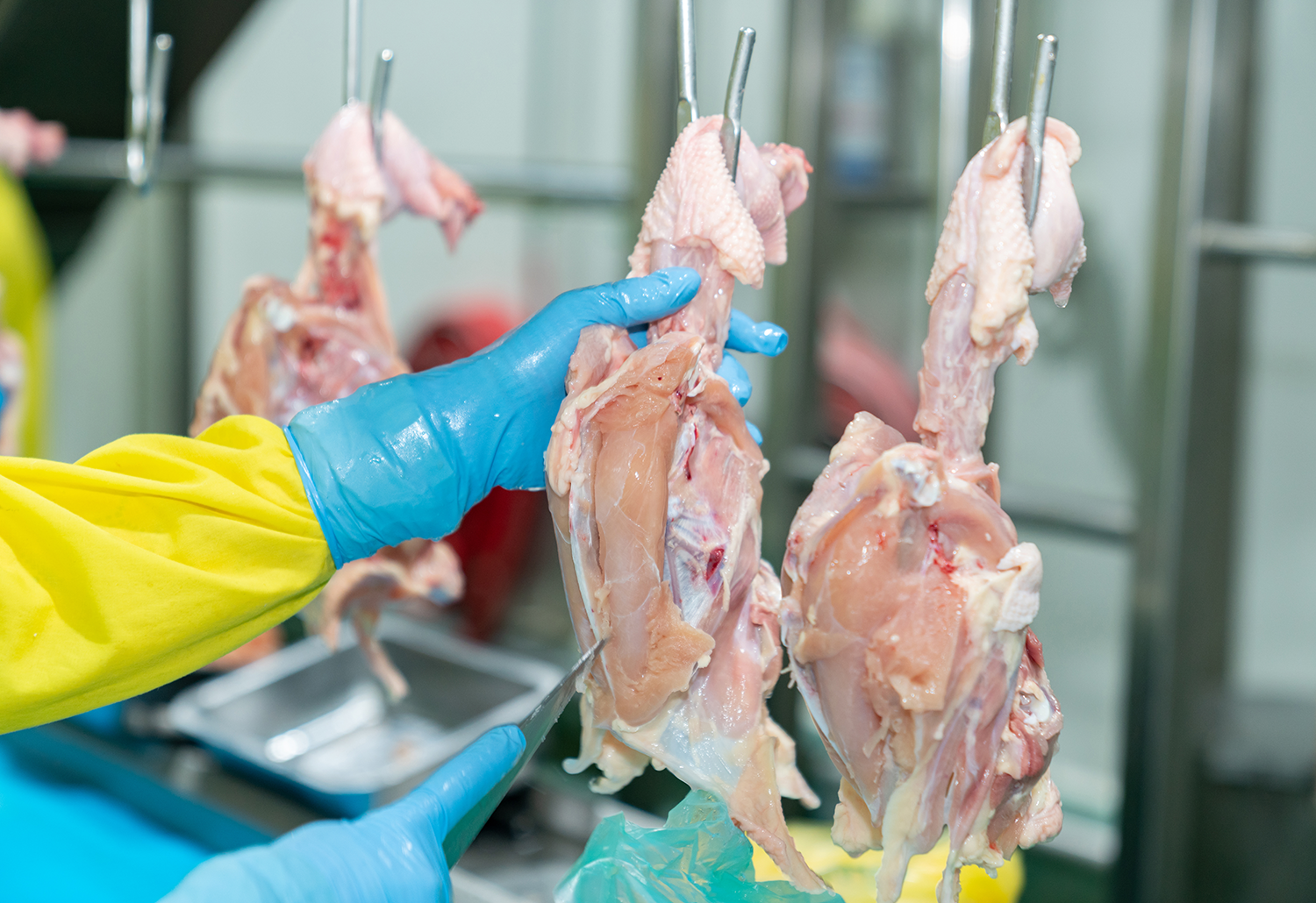 A production line worker using a sharpened poultry processing knife to trim the chicken.
