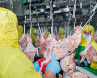 Wolff poultry knives in use on a processing line.
