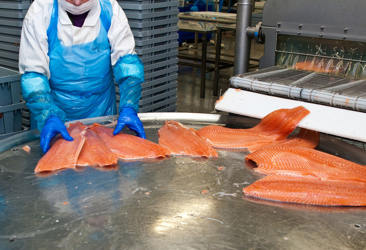 A worker cutting filets in a salmon fish factory processing line.
