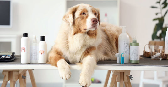 Dog lying on a table at a grooming salon