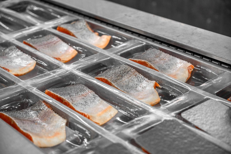 Sliced trout on a conveyor at a seafood processing plant