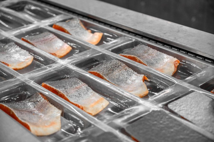 Freshly-cut trout filets moving through a processing line on a conveyor