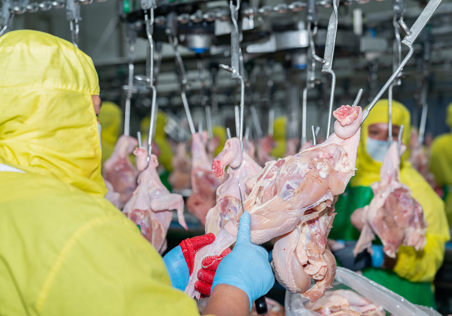 Wolff poultry knives in use on a processing line.