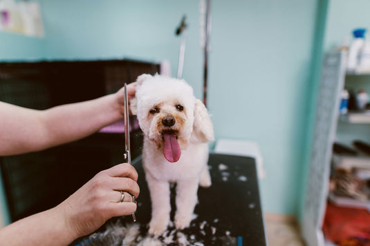 Pet Grooming